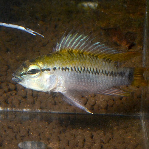 Ap�������������������׭���1pr��2830j���ȥ磻��ɡɡ�(Ǯ�ӵ�)