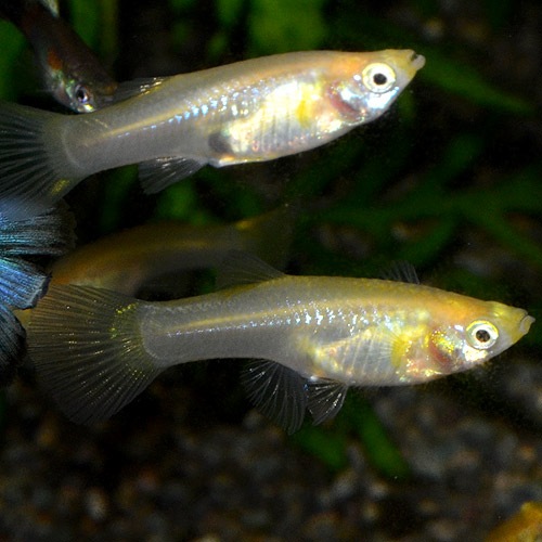 ゴールデンコブラ系グッピー 外国産グッピー Mサイズ 3pr 熱帯魚 熱帯魚 エビ ラスボラ 他小型魚 熱帯魚 海水魚 通販ショップ アクアライズ