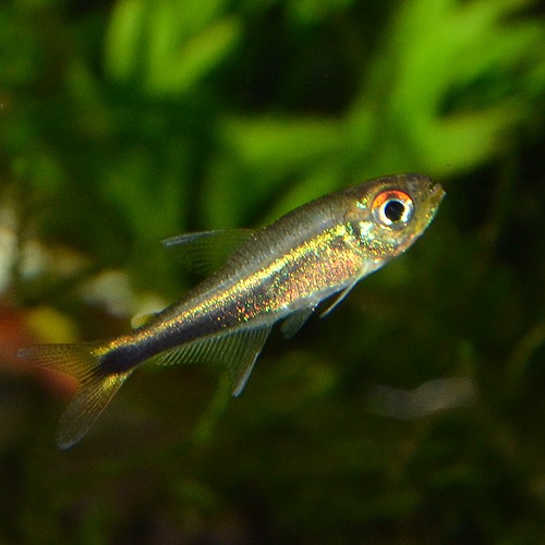 �ϥ��ե����֥ꥳ�󡦥᥿����1ɤ��(Ǯ�ӵ�)