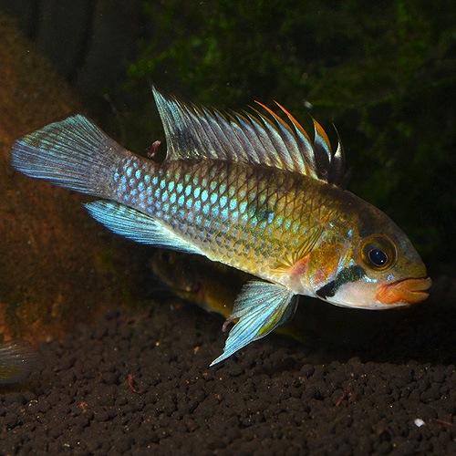 Ap ノベルティー “RIO TAMSHIYACU”産 1ペア (熱帯魚) | 熱帯魚・エビ