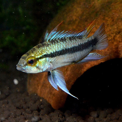 Ap���ȥ�ե�������������1pr���ȥѥ󥿥ʡ���ɡ��磻��ɸ��Ρ�(Ǯ�ӵ�)