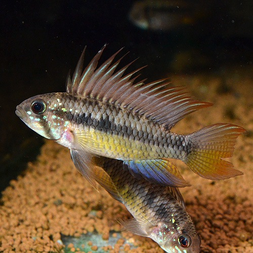 Ap��sp�֥饤�ȥӥ�ǥ󡡥磻��ɡ��� (Ǯ�ӵ�)