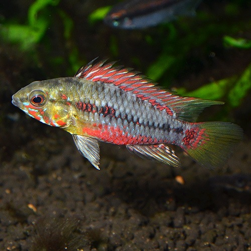 Ap���ۥ󥰥������������ѡ���åɡ��ʲ����֥꡼�ɡˡ��ڥ�����Ǯ�ӵ�)