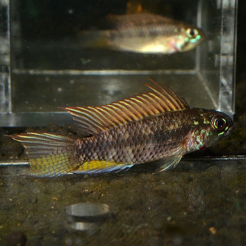 Ap��sp�֥饤�ȥӥ�ǥ󡡥�����إ��֥꡼�ɡ�1Pr 2625sp (Ǯ�ӵ�)