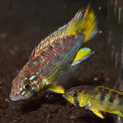 Ap パパゲイ ワイルド個体 1pr (熱帯魚) | 熱帯魚・エビ