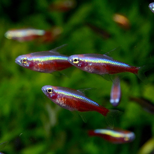 ����ӥΡ��������ʥ�ƥȥ顡1ɤ��(Ǯ�ӵ�)