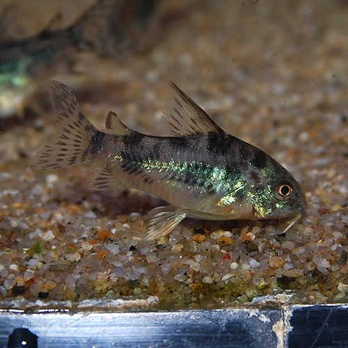 Co.�ѥ쥢�����ʥ֥꡼�ɸ��Ρˡ�1ɤ(Ǯ�ӵ�)