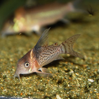 Co.ブレビロストリス（ワイルド）（熱帯魚） | 熱帯魚・エビ