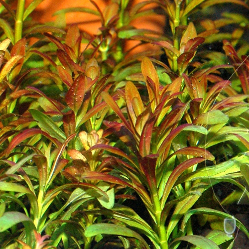 ���륢�ʤ�ͼ�Ƥ���3�ܡʿ����