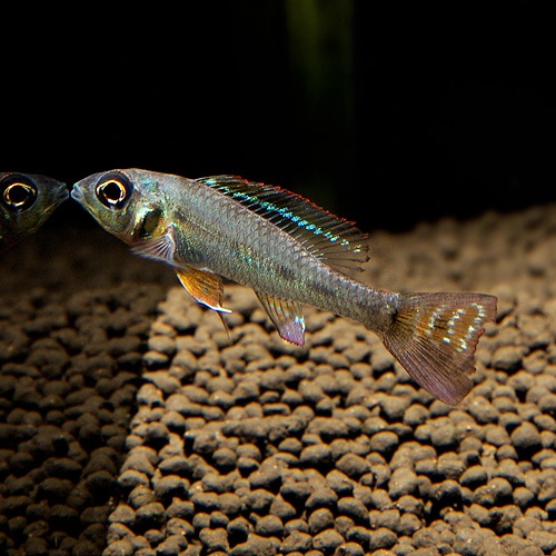 稀少】姫厳竜 × 白鯨ソーラーエクリプス hyb. アガベ チタノタ アガベ