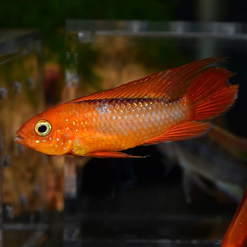 チランジア トロピカルファイヤー(ファシクラータ×ファイヤーオレンジ) チランジア トロピカルファイヤー(ファシクラータ×ファイヤー