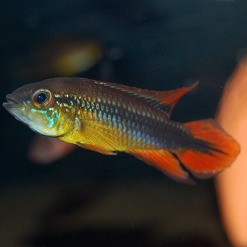 Ap֥åɡȲ֥꡼ɡɡ1Pr(Ǯӵ)