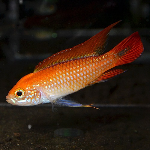 Ap�������������ե����䡼��åɡ��ȥ�����إ��֥꡼�ɡɡ�1Pr��(Ǯ�ӵ�)