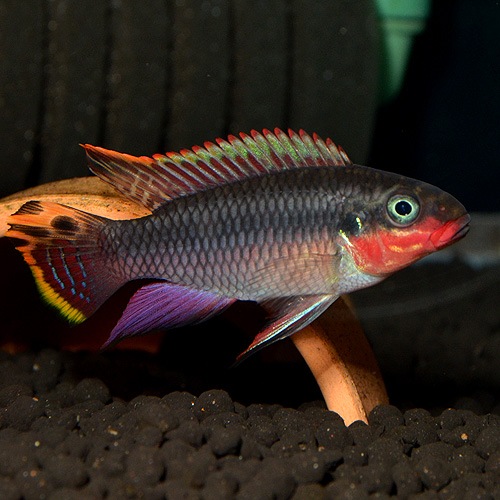 ペルヴィカクロミス・タエニアータス”ナイジェリアレッド” ペア