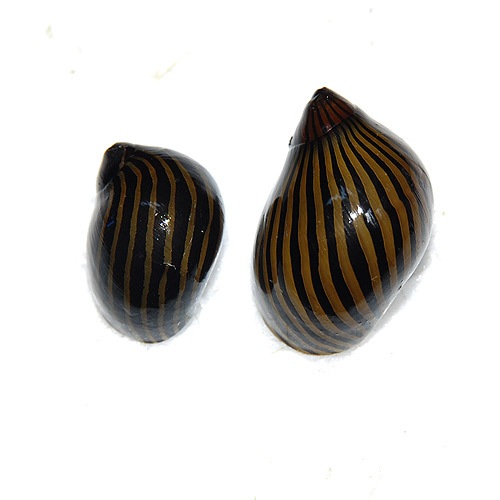 (��)���ޥ��Υ�������1��(Ǯ�ӵ�)