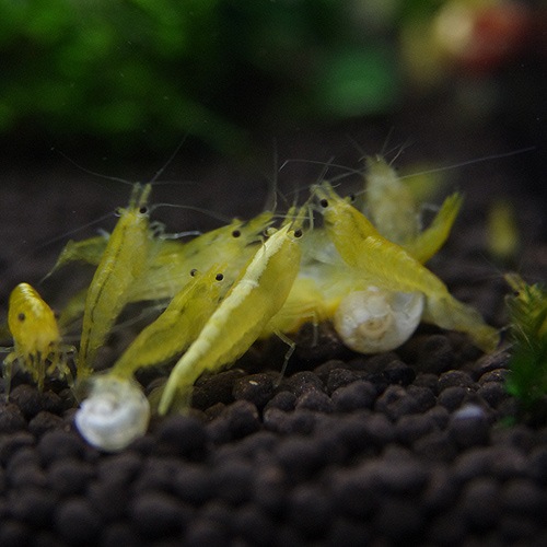 ꡼ 5ɤ4ɤ+1ɤӥ(Ǯӵ)