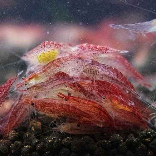 åɥ꡼ס30ɤ25ɤ5ɤӥ(Ǯӵ)