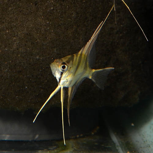 ���륿�२�󥼥�  SS��S��������5ɤ(Ǯ�ӵ�)