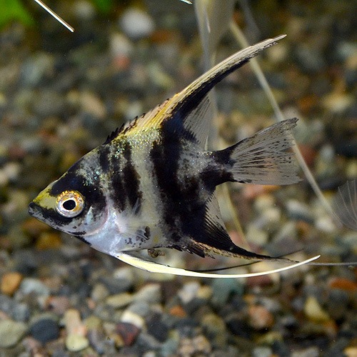 1_002004000128.jpg?1678209906