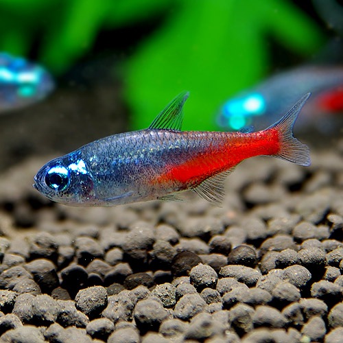 ダイヤモンドヘッド ネオンテトラ S Sm 25匹 5匹プレゼント 合計30匹 熱帯魚 熱帯魚 エビ カラシン テトラ 熱帯魚 海水魚 通販ショップ アクアライズ