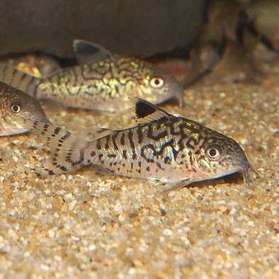 コリドラス Co バルバータス WILD 3Pr | コリドラス,コリドラスの近縁種