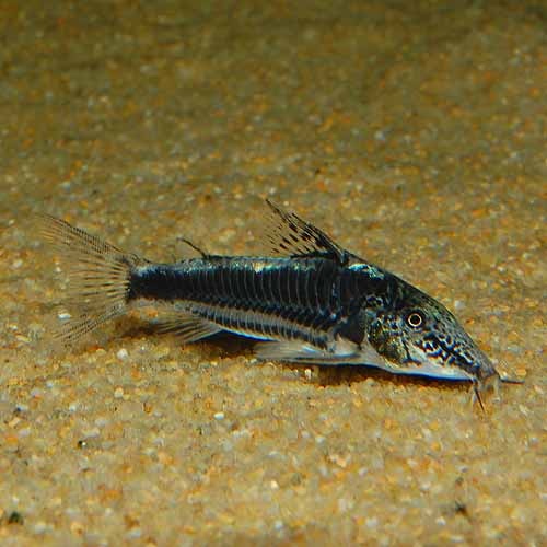 Co.スーパーバイアニーニョ（ワイルド個体）(熱帯魚) | 熱帯魚・エビ