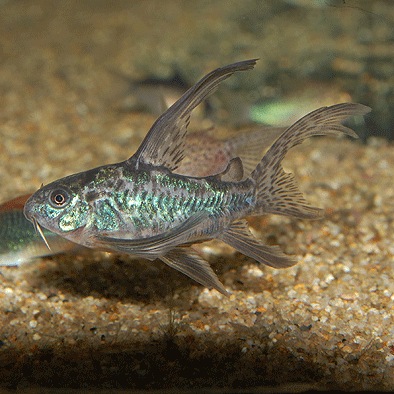 Co.���󥰥ե���ѥ쥢����(Ǯ�ӵ�)