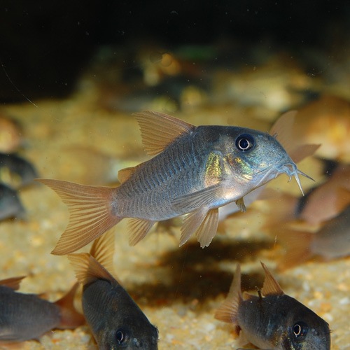 Co.���󥳥�����ʥ磻��ɸ��Ρ�1ɤ��Ǯ�ӵ���