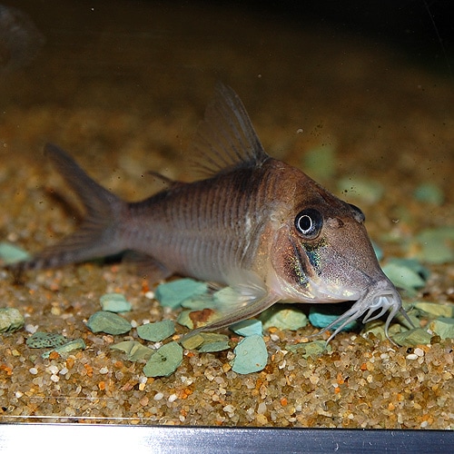 高い信頼 厚い信頼 Co.セラータス（ワイルド個体）(熱帯魚) | 熱帯魚・エビ 自転車本体