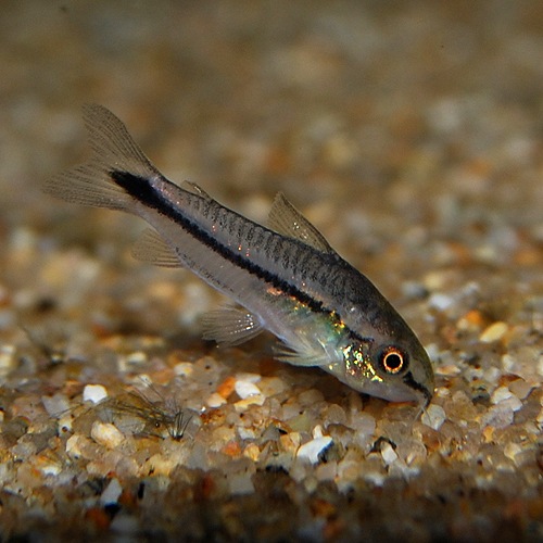 Co.ピグマエウス10匹(熱帯魚) | 熱帯魚・エビ,コリドラス | | 熱帯魚