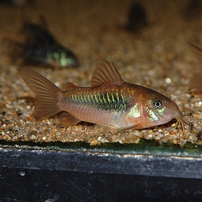 Co Mix アエネウス3匹 パレアタス3匹 アルビノアエネウス3匹 合計9匹 熱帯魚 熱帯魚 エビ コリドラス 熱帯魚 海水魚 通販ショップ アクアライズ