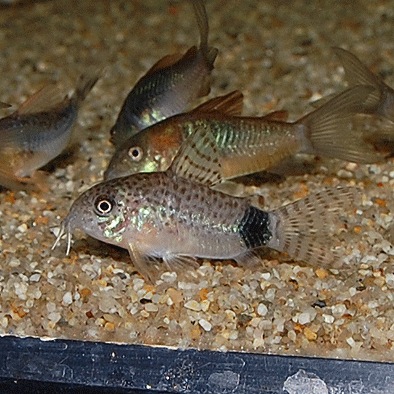 Co.�����ǥ��ޥ���顼�����ʥ֥꡼�ɡˡ�Ǯ�ӵ���