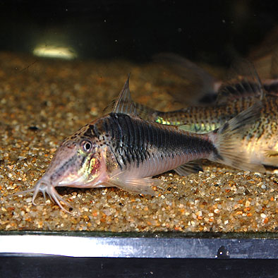 Co.セミアキルスブラックペルー（ワイルド個体）(熱帯魚) | 熱帯魚