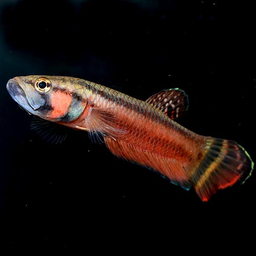 �٥����ޥ������ȥޡ���Brunei���ɡ�1pr�� (Ǯ�ӵ�)