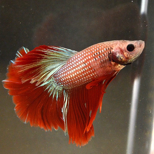 ���硼�٥����饤�ȥ��졼�ɡ�����(Ǯ�ӵ�)