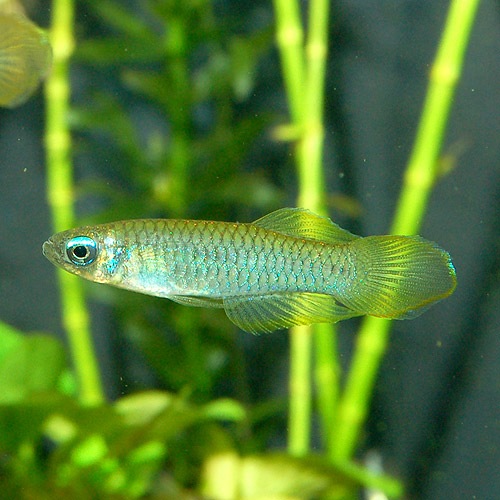 ���եꥫ����ץ���  SM�����������1ɤ��(Ǯ�ӵ�)