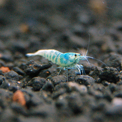 ����������������ס�2ɤ��Ǯ�ӵ���