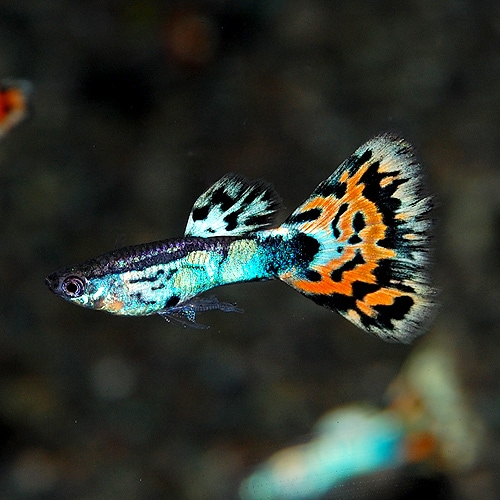 ��������åԡ��䡡������ɥե��å����⥶������1���(Ǯ�ӵ�)