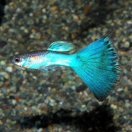 国産グッピー シンガーブルーブルーテール 3ｐｒ 熱帯魚 熱帯魚 エビ 国産グッピー 熱帯魚 海水魚 通販ショップ アクアライズ