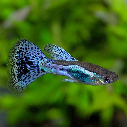 �񻺡��ѡ��ץ륰�饹��3pr��Ǯ�ӵ���