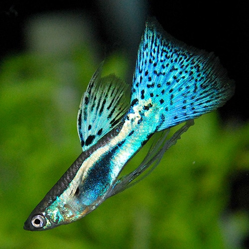 ＜所沢グッピー＞ ブルーグラスリボン 1tr（熱帯魚） 熱帯魚・エビ,国産グッピー 熱帯魚・海水魚 通販ショップ・アクアライズ