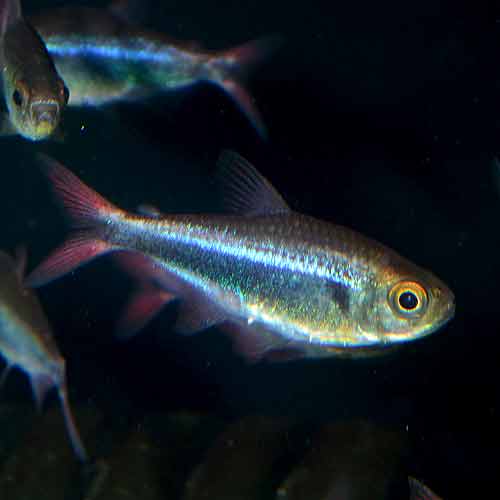 �ե��饬�ƥȥ顡wild��5ɤ��(Ǯ�ӵ�)