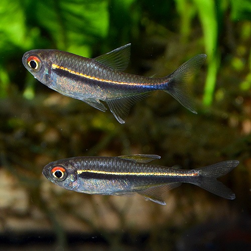 �ϥ��ե����֥ꥳ�󡦥إƥ���֥ɥ�����5ɤ(Ǯ�ӵ�)