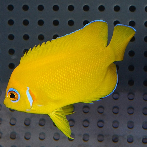 特価 レモンピール クリスマス産 Sm Mサイズ 海水魚 海水魚 サンゴ ヤッコ 小型 熱帯魚 海水魚 通販ショップ アクアライズ