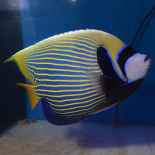 タテジマキンチャクダイ 沖縄産 Ll Xlサイズ 海水魚 海水魚 サンゴ ヤッコ 大型 熱帯魚 海水魚 通販ショップ アクアライズ