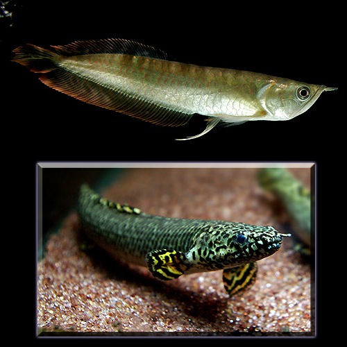 ������ȸ����Х���!!�͵����֥��åȡ�����С�������� (S)��PO����ʥƥ��ԥ˥���(Ǯ�ӵ�)