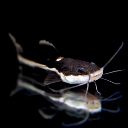 レッドテールキャット(熱帯魚) | 大型魚・プレコ・生餌,大型魚