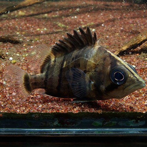 ���ȥ˥��ץ饹��󡡡�(Ǯ�ӵ�)