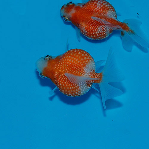 �ԥ�ݥ�ѡ��롡3ɤ��2ɤ+1ɤ�����ӥ���(����������)