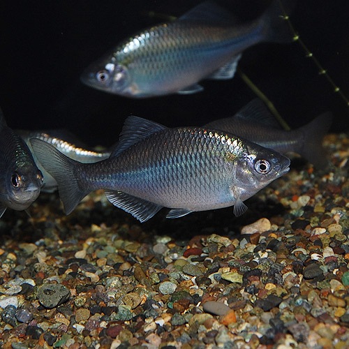 メタリック カネヒラ 淡水魚）カネヒラ 10～12㎝ ブルー 1円スタート 